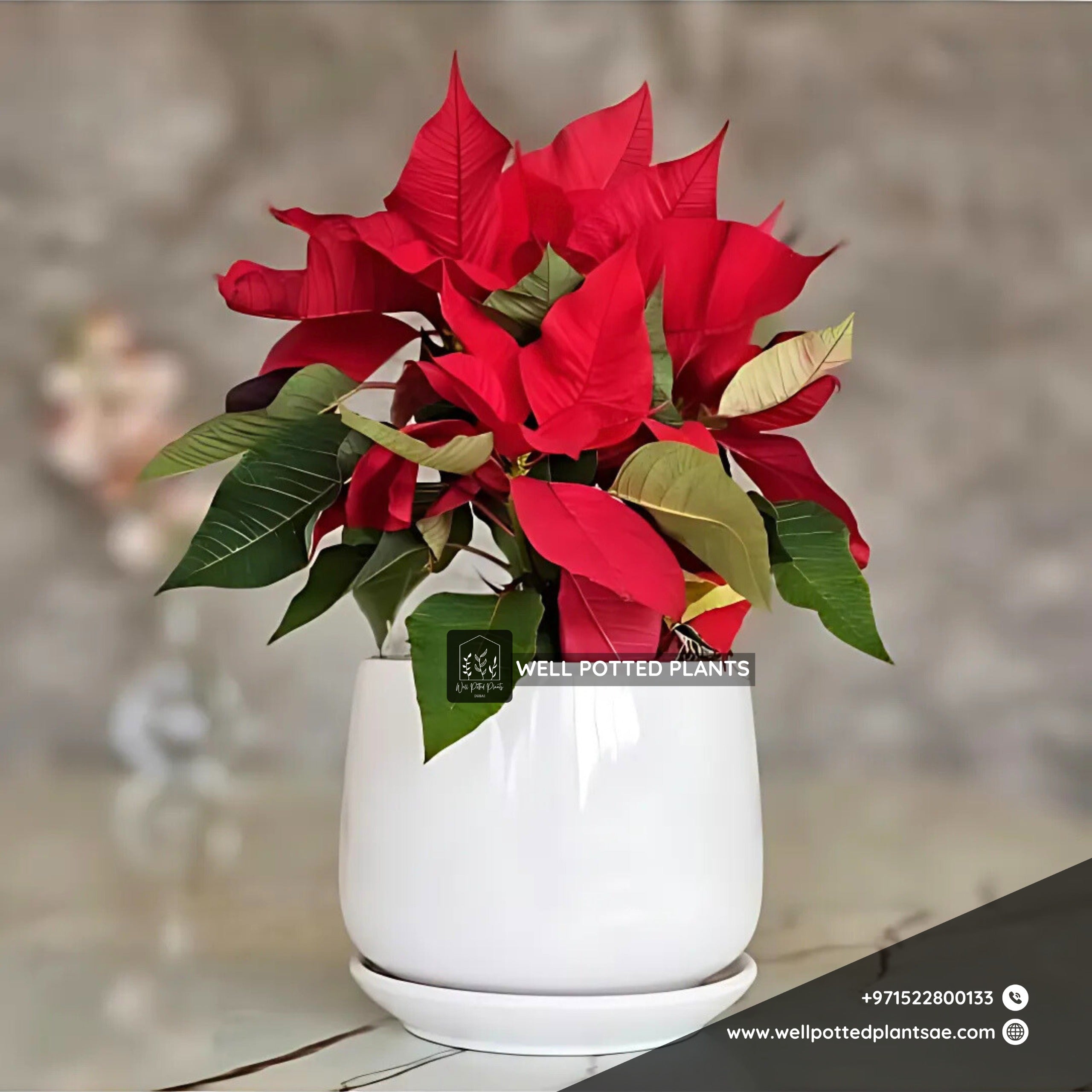 Poinsettia in Ceramic PROMO Indoor Plants UAE.