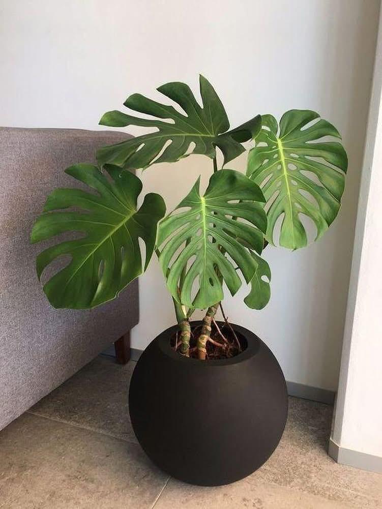 Premium Monstera Big Leaves in fiber round pot Plants UAE