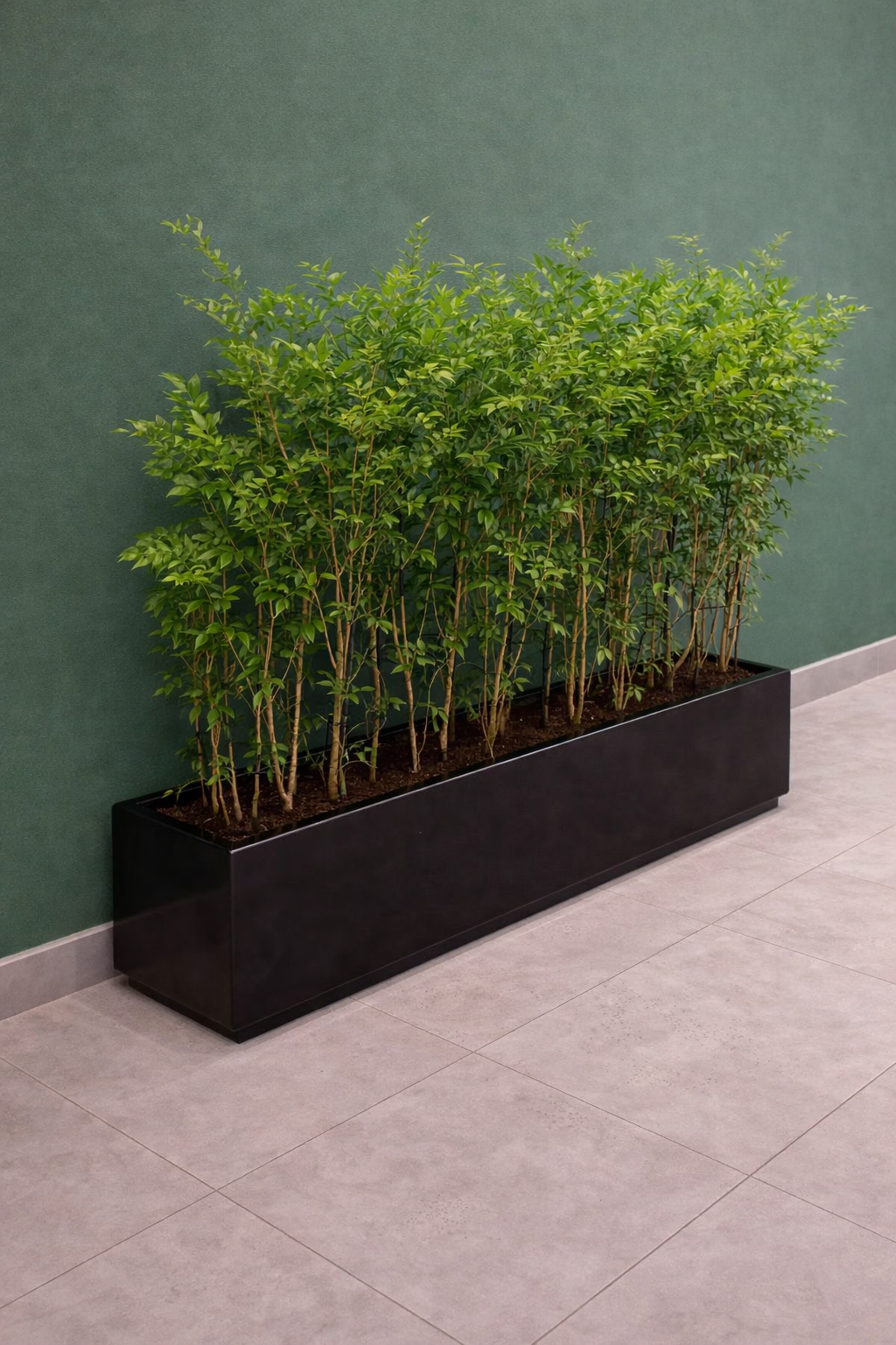 Privacy Plant Jasmine Tree Big. Green plants in a black rectangular planter against a green wall.