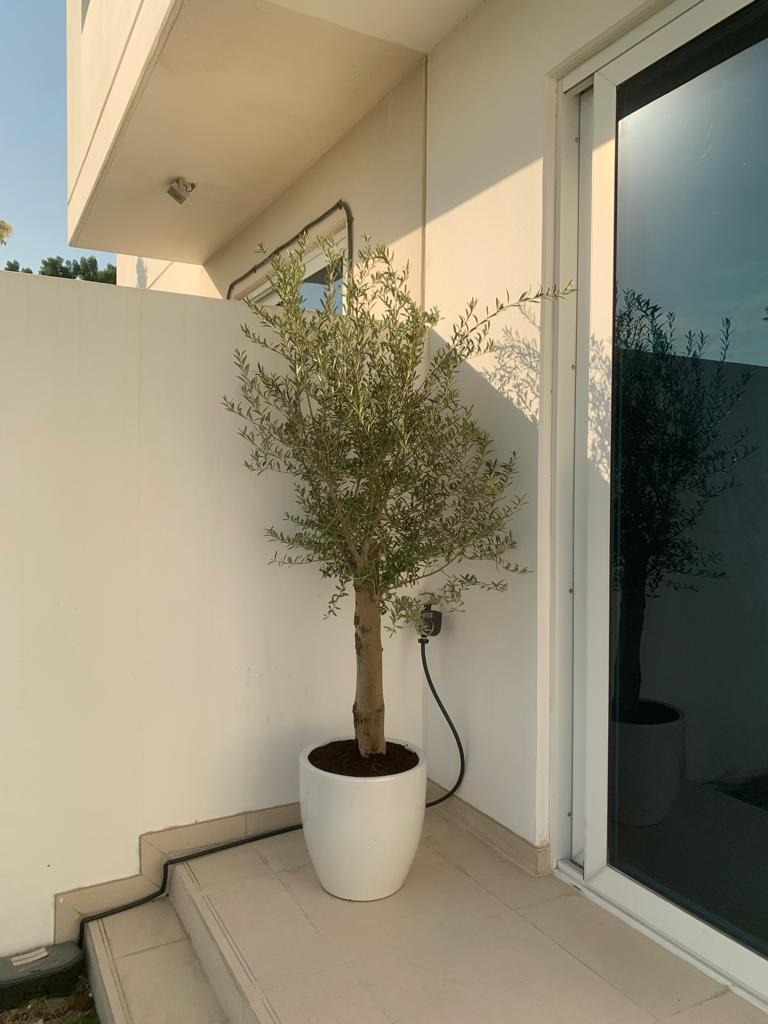 Privacy Plant in fiber pot, perfect for creating natural separation and adding stylish greenery to your space.
