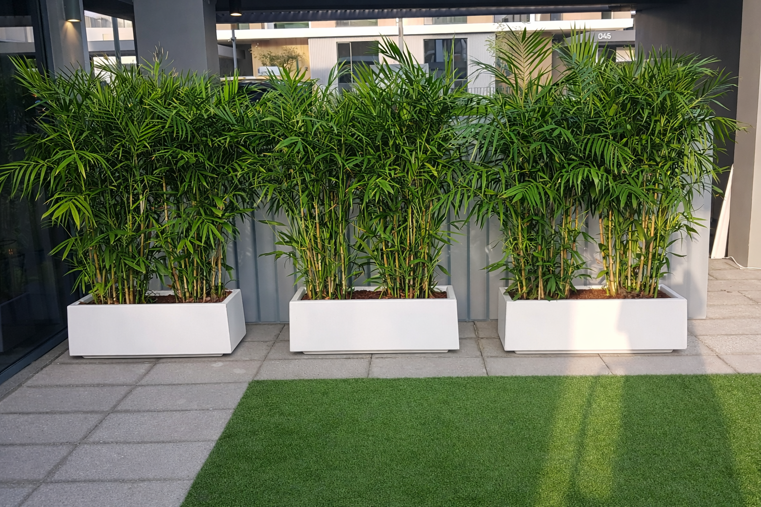 Privacy Plants Bamboo Palm in Rectangle Fiber: Three bamboo plants in white planters on a patio with grass and building exterior in the background.