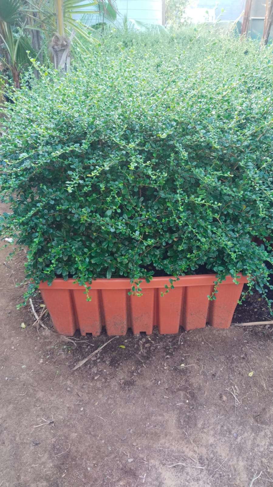 Privacy hedge 100cm Plants UAE.