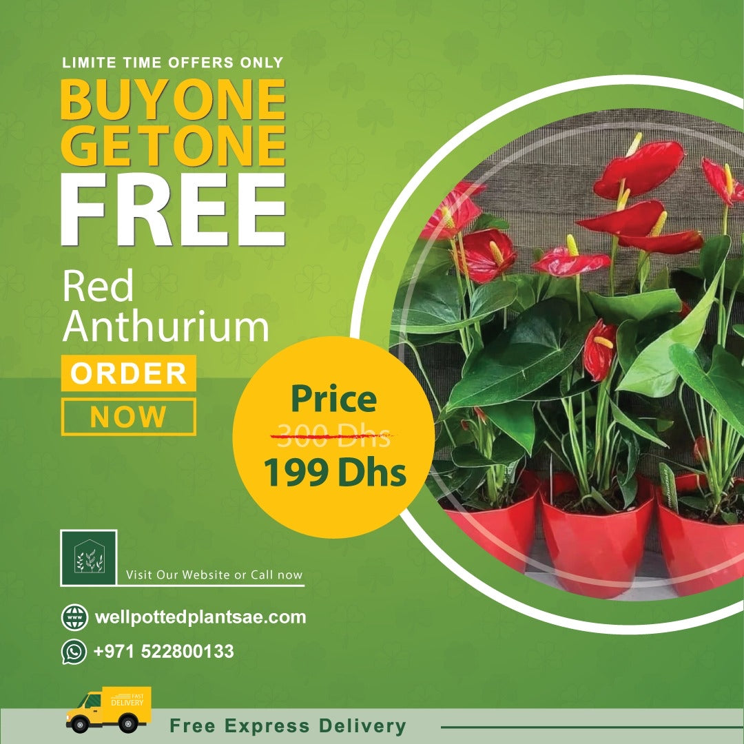 Red Anthorium PROMO Plants UAE
