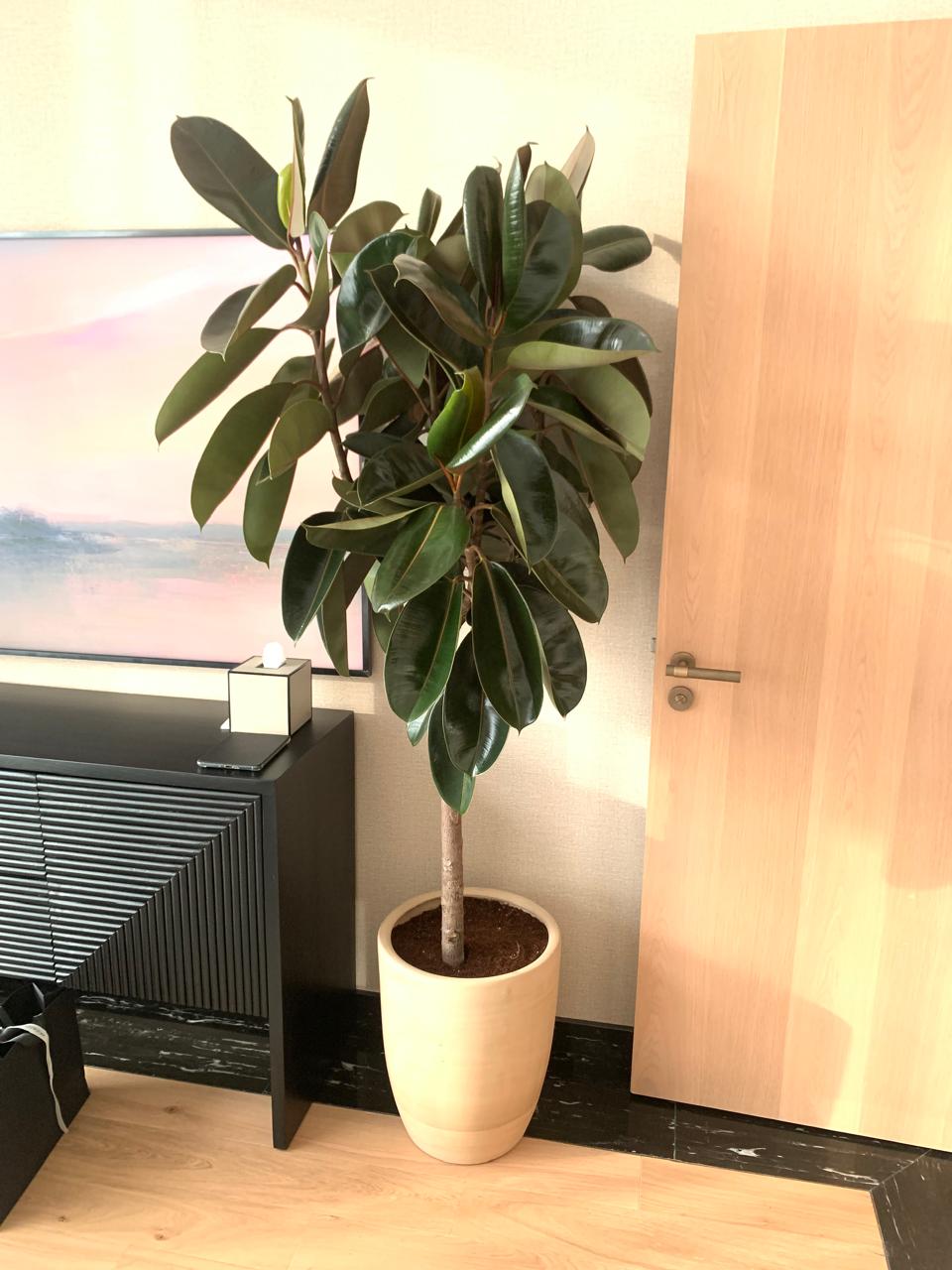 Rubber Plant Premium 160cm Plants UAE