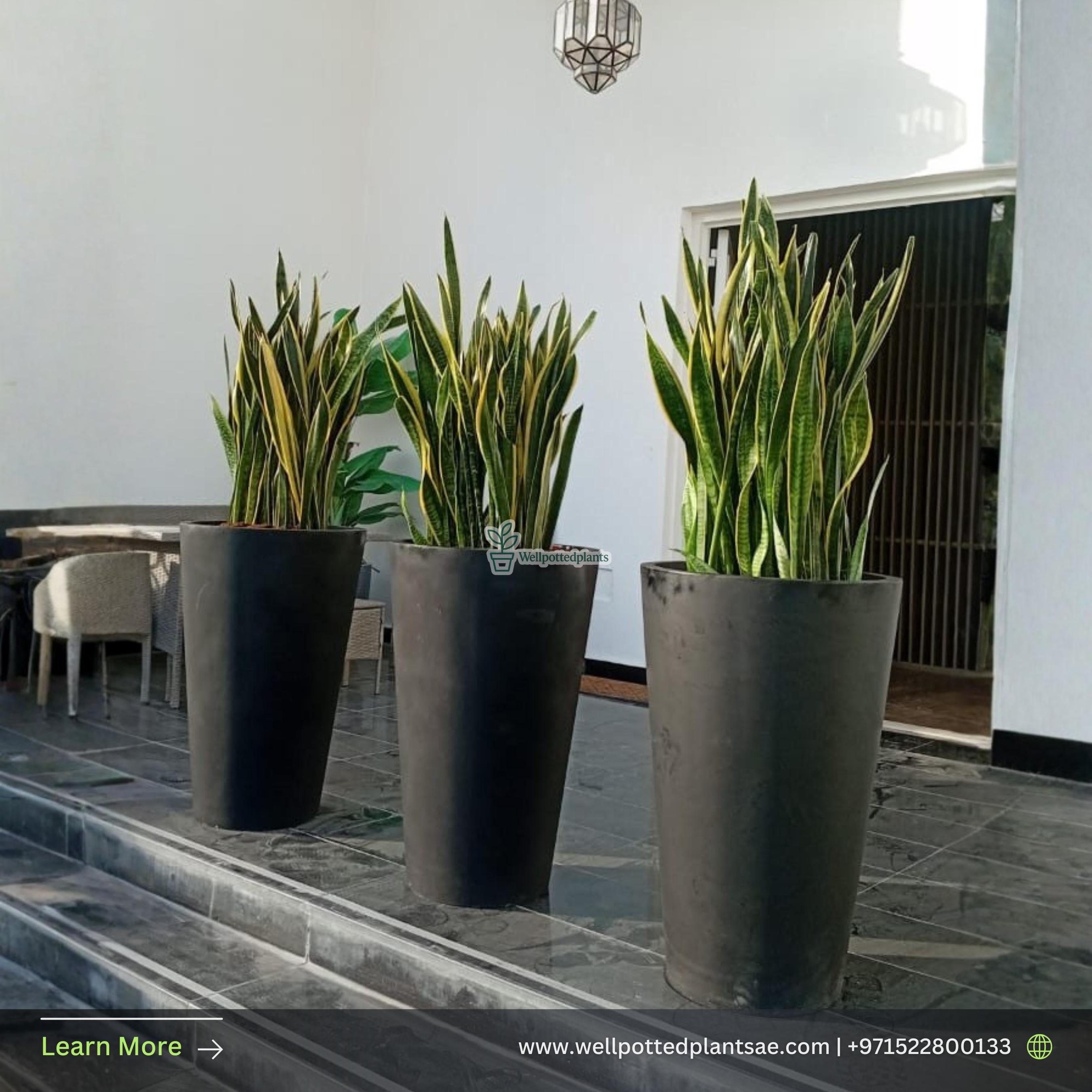 SNAKEPLANT XL in fiber Each Indoor Plants UAE.