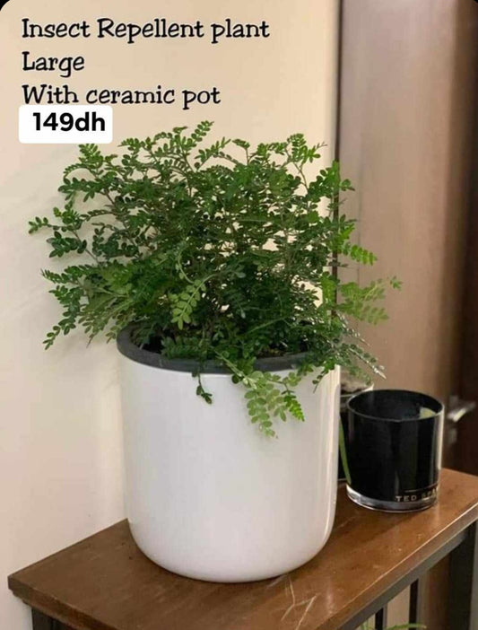 Insect Repellent Large PROMO