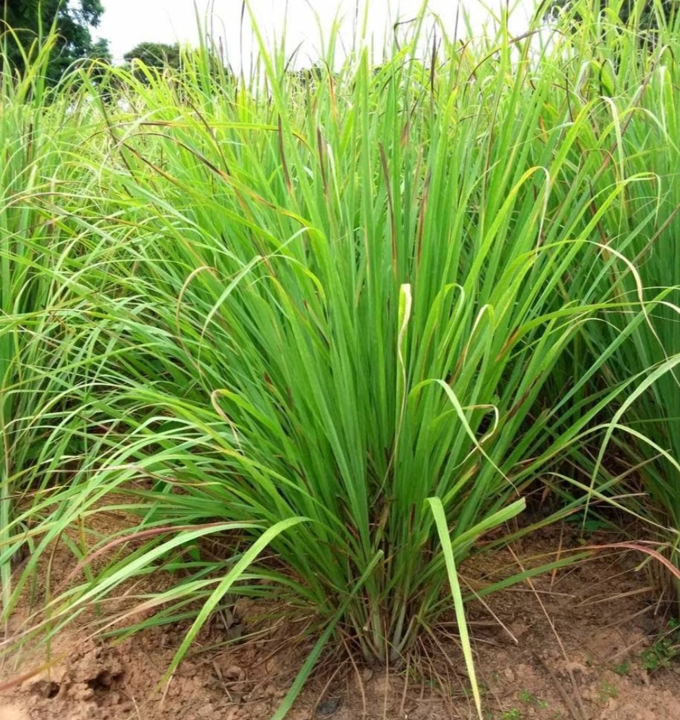 Lemon Grass in Plastic Pot