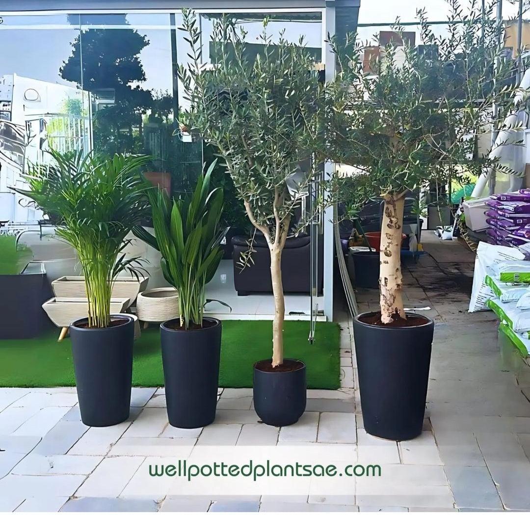 Indoor Plants Premium House plants 4pcs Bundle
