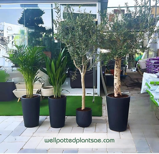 Indoor Plants Premium House plants 4pcs Bundle
