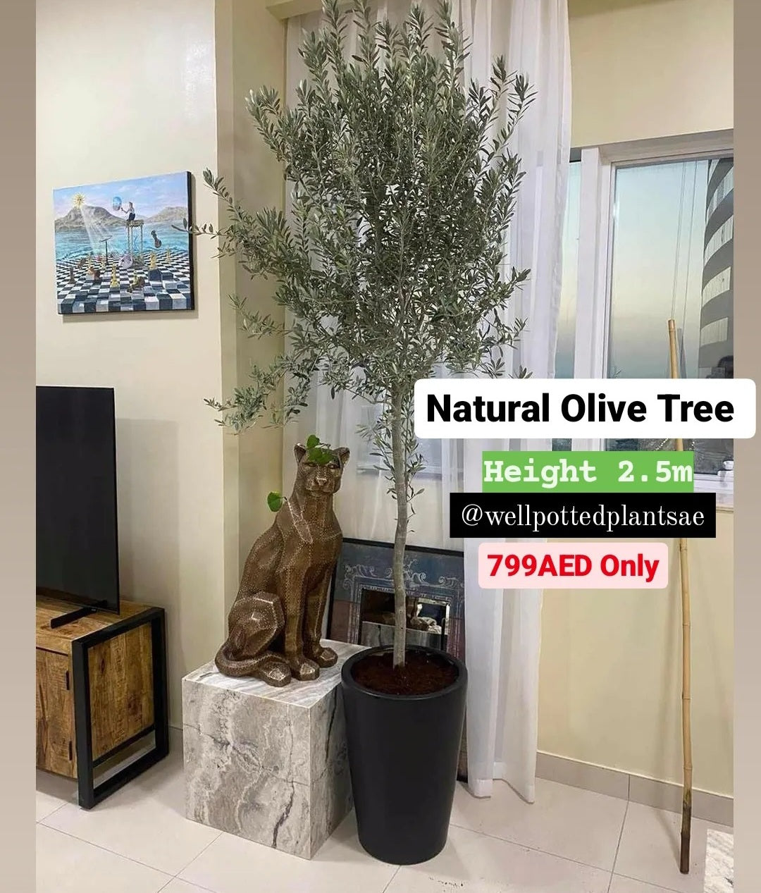 Olive Tree Medium 2meter Slim Trunk