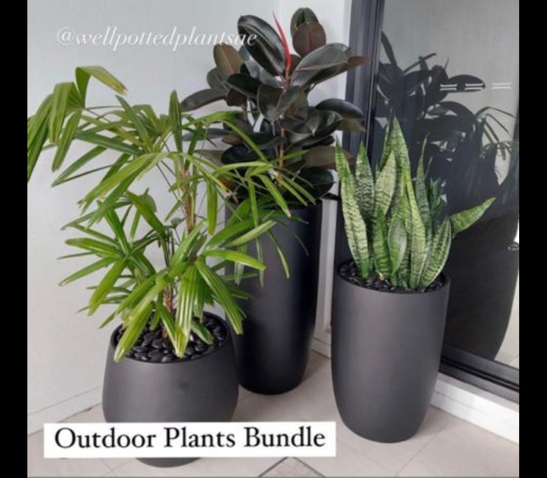 Outdoor Plants Bundle in Black Ceramic Matte