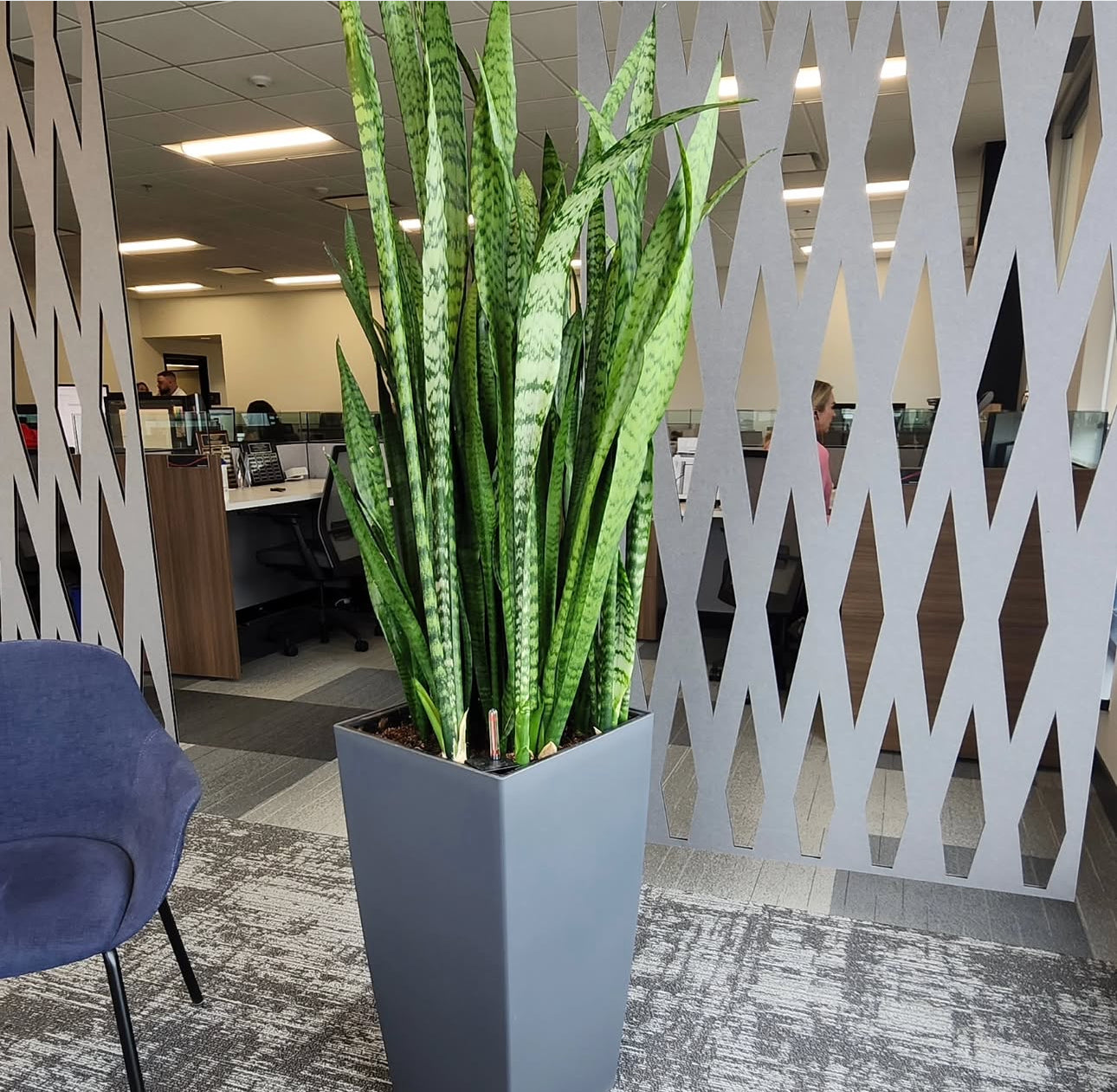 Snakeplant Premium in Fiber Pot Indoor Plants Dubai