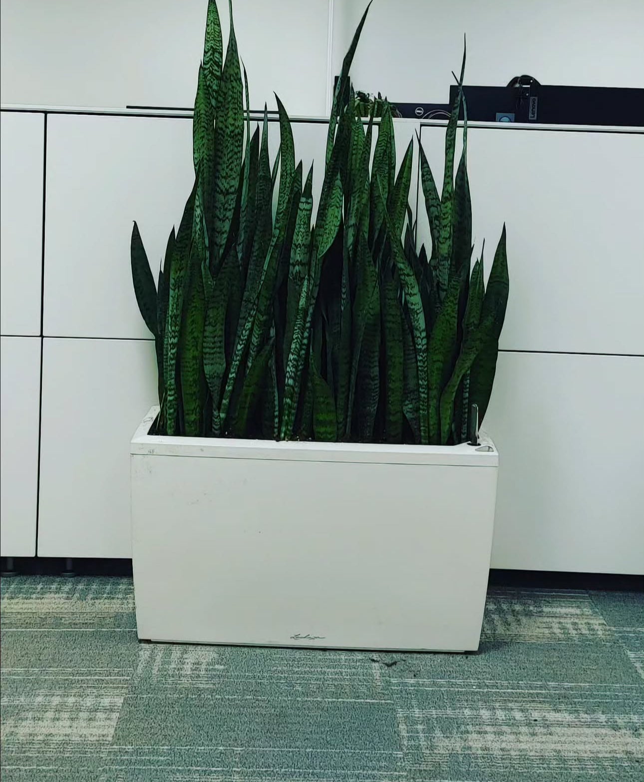 Snakeplant in Rectangle Fiber Pot Privacy Plants Dubai