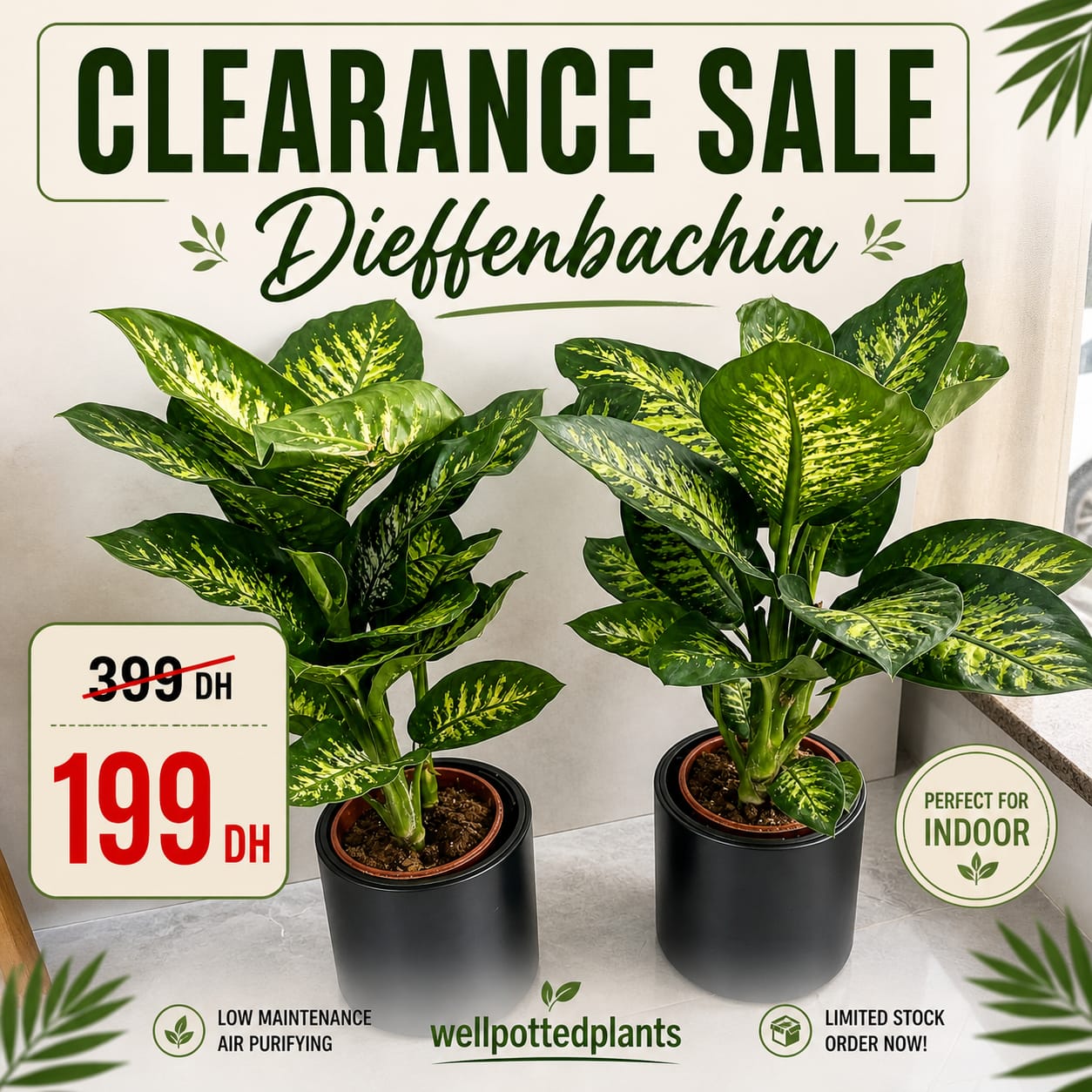 Special Clearance Sale for the Month of May Plants UAE
