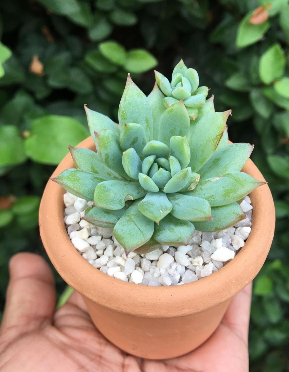 Succulent in Terracota (Gift Plant) Indoor Plants Dubai..