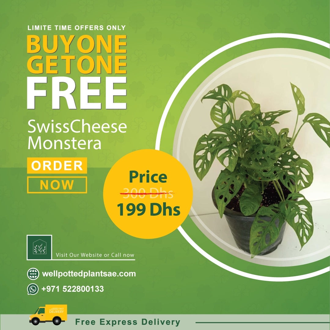 Swiss Cheese Monstera PROMO Plants UAE.