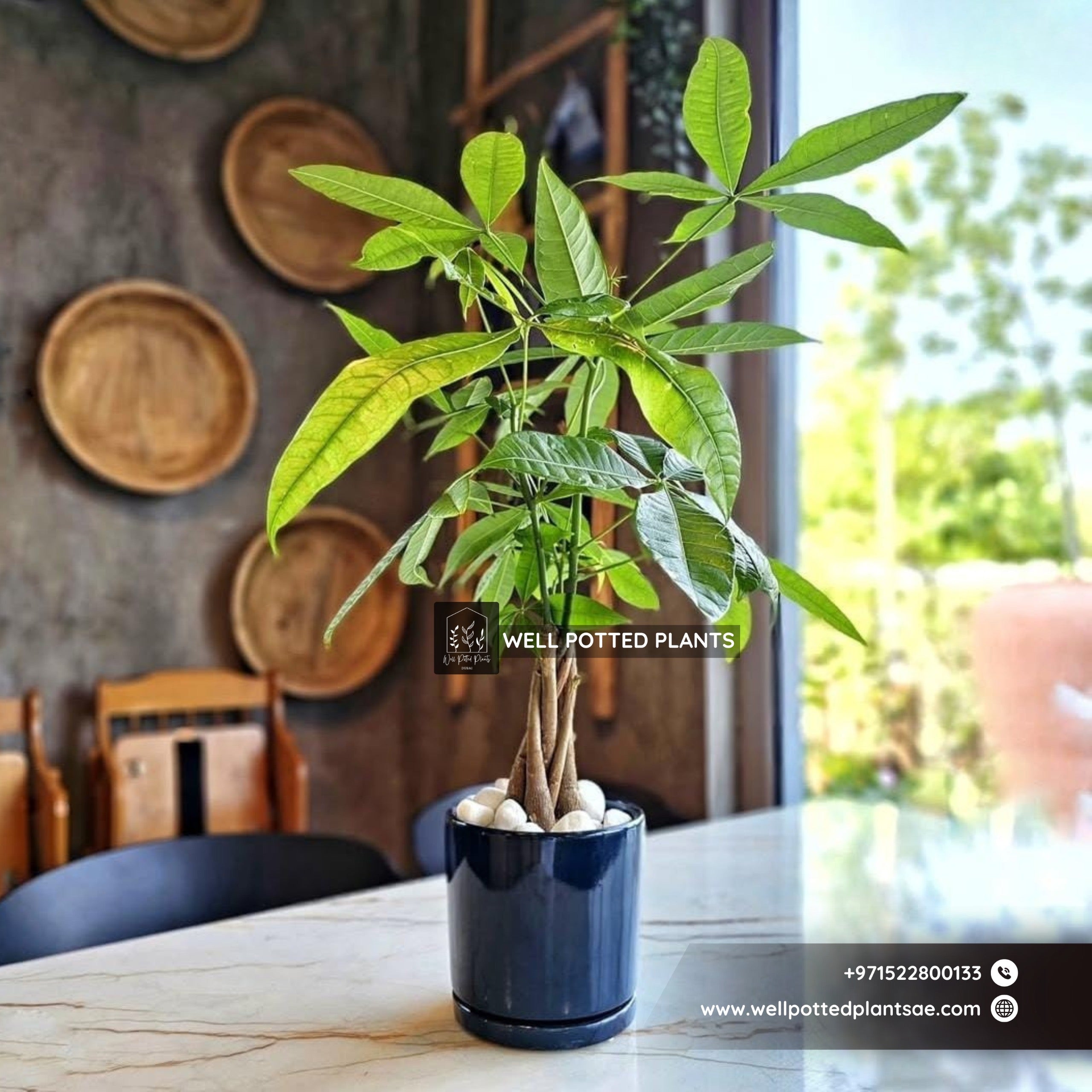 Table Pachira Plants Dubai