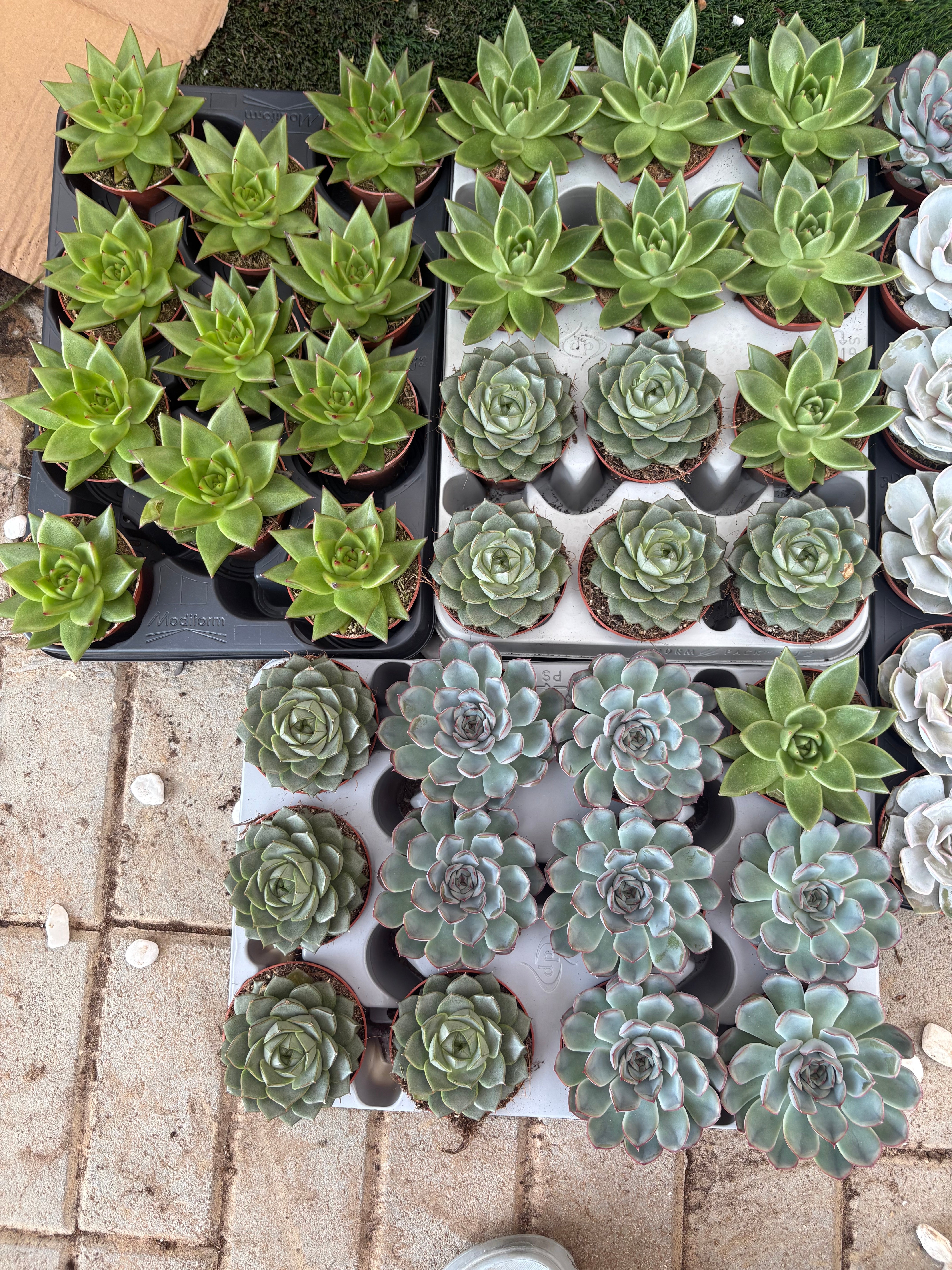 Table Plant Desk Plant Succulent Indoor Plants DUbai