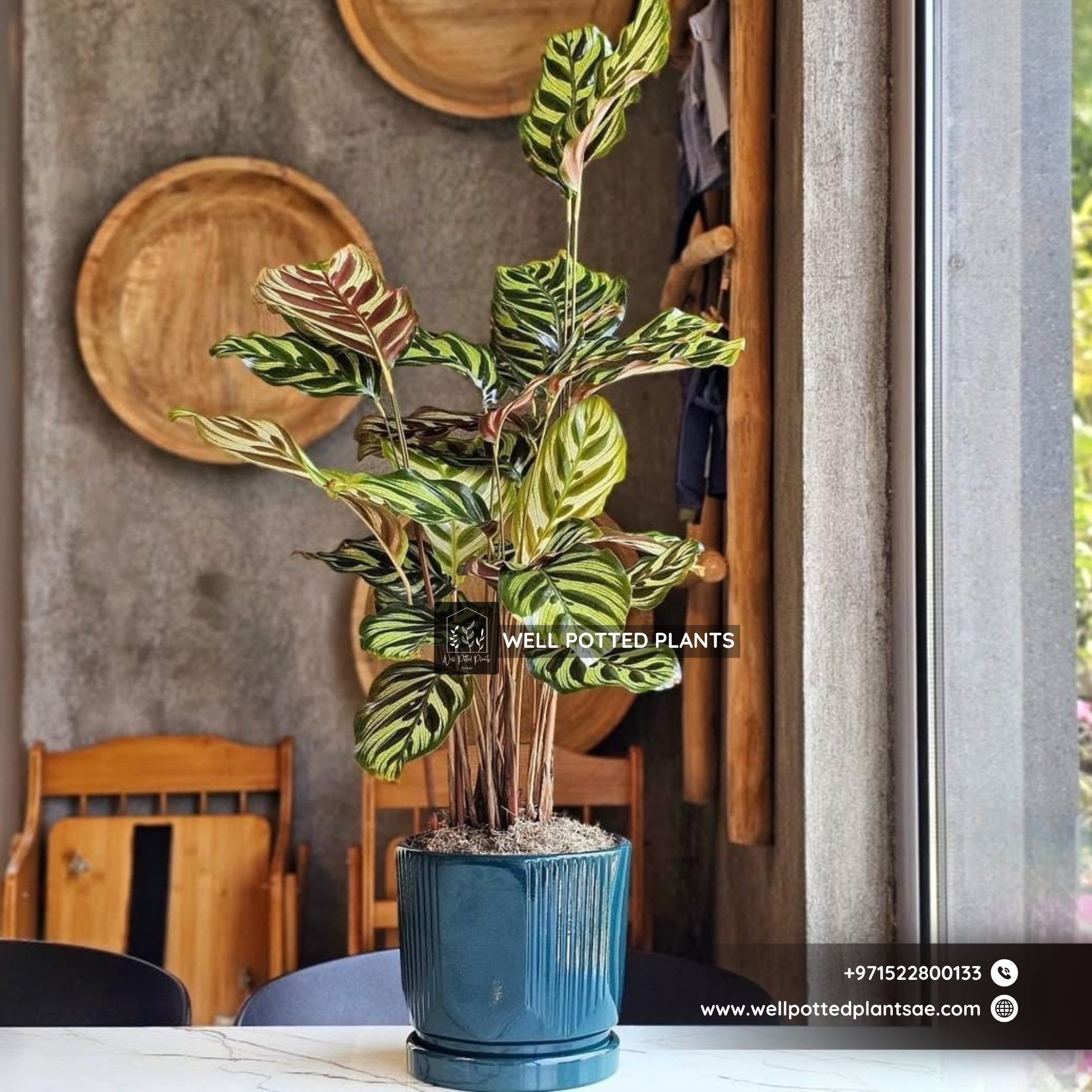 Table Plant Prayer Plant UAE.