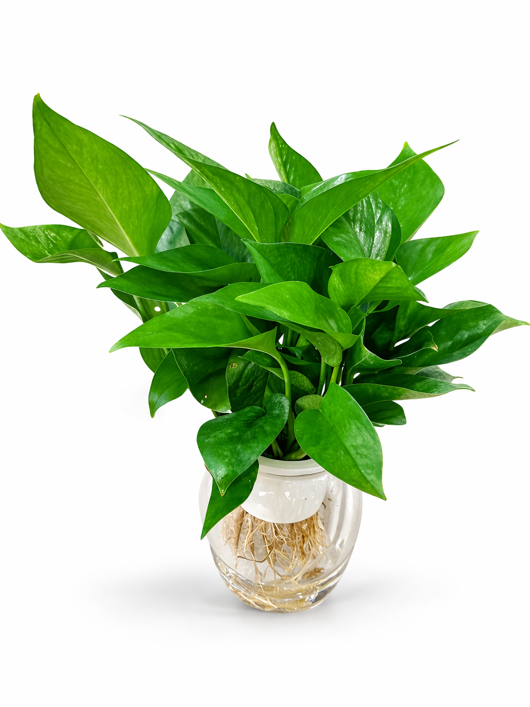 WATER PLANTS NEW PROMO at 99DH UAE