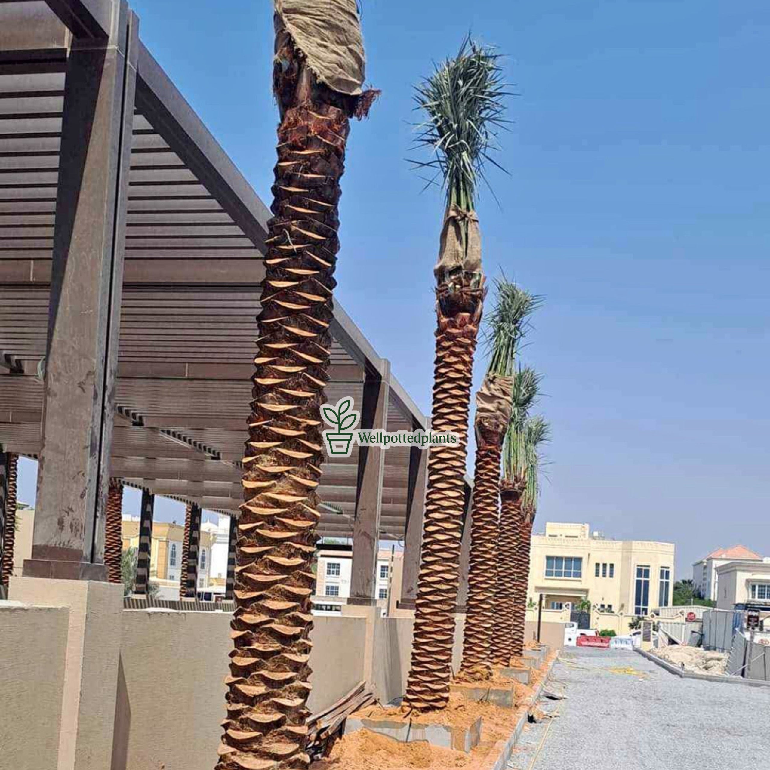 Washingtonia Palm Premium 2m Plants UAE.