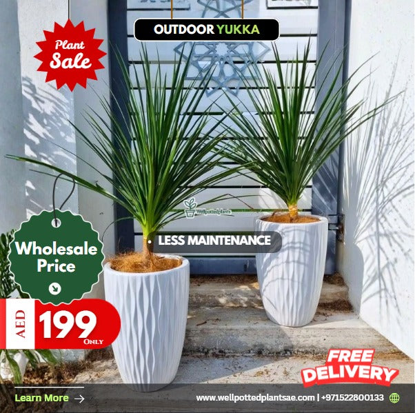 Two potted plants with promotional text for an outdoor yuка sale.