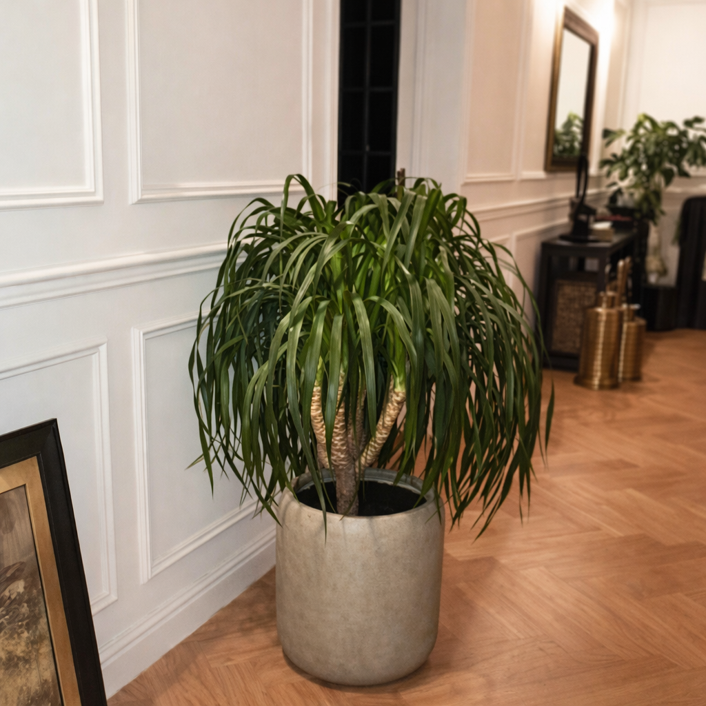 Yukka Premium Quality from Holland in Fiber Beige Pot Plants UAE.