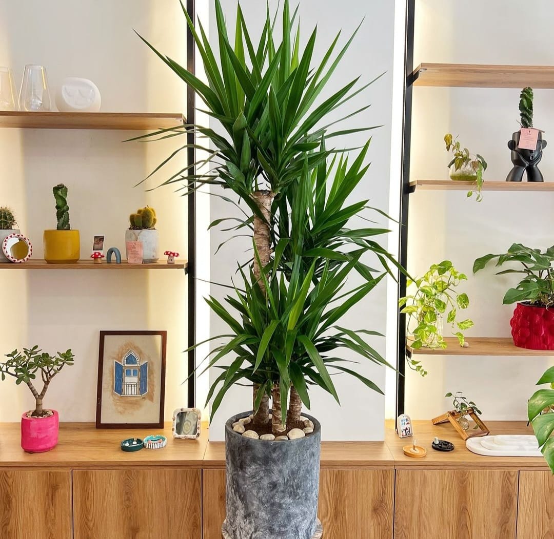 Yukka Premium Triple Head Potted Height 150cm Plants UAE.