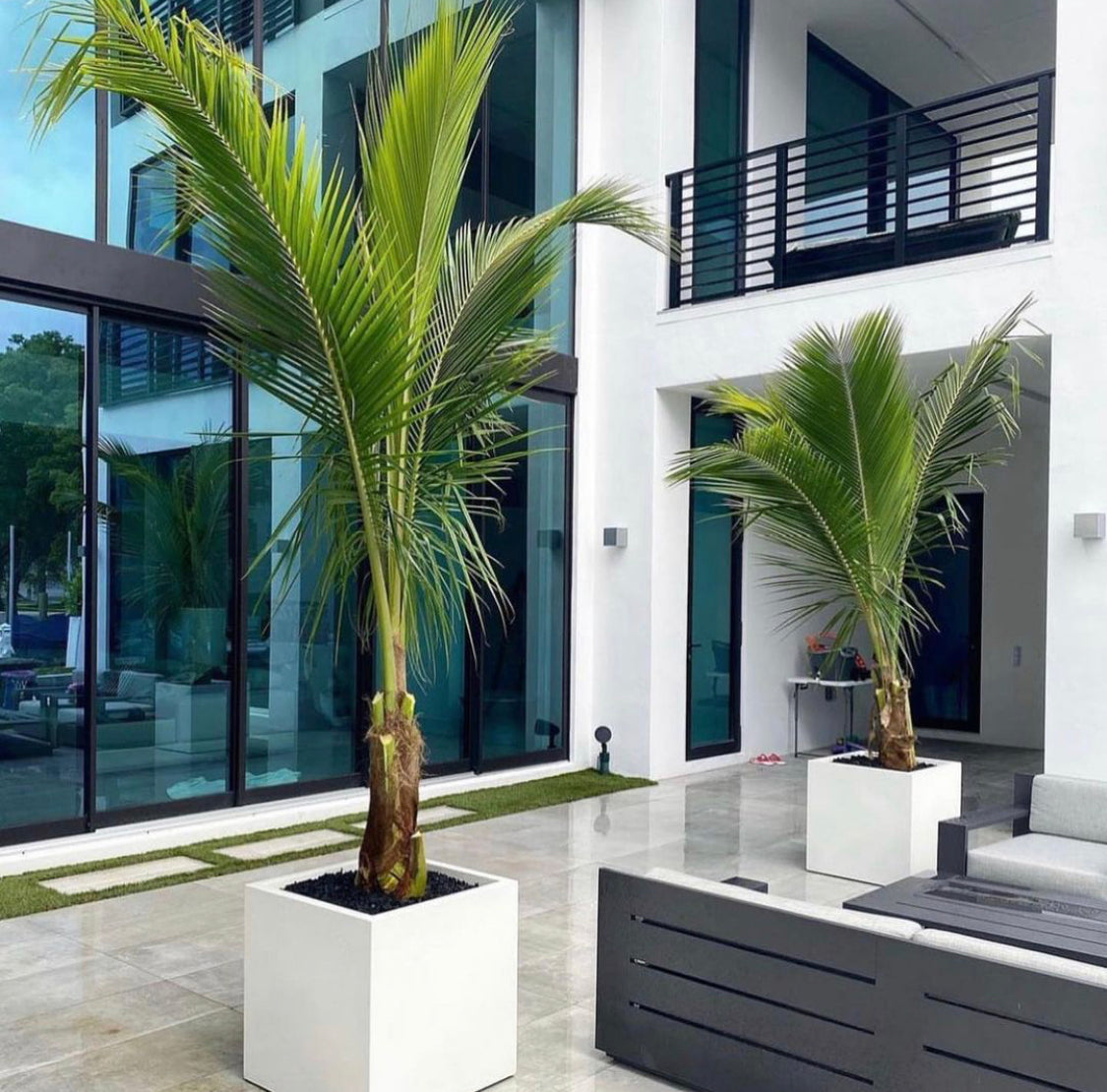 Spindle Palm in Fiber Pot Each