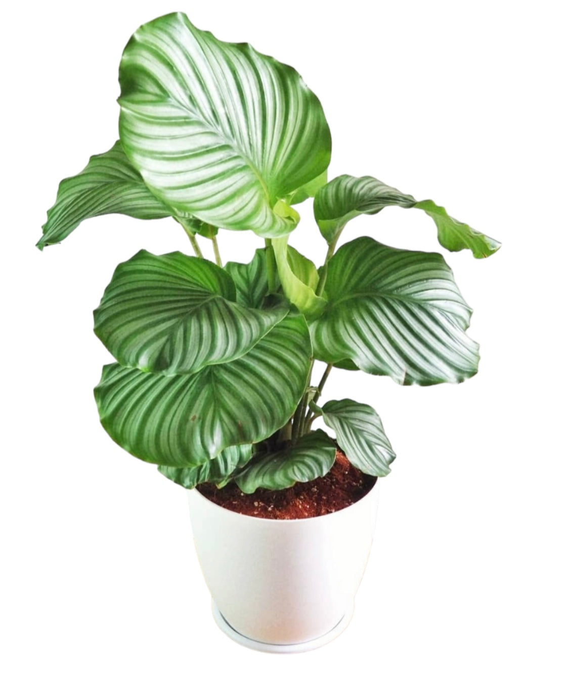 Calathea in White Ceramic