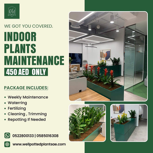 Plant Maintenance(1 month)