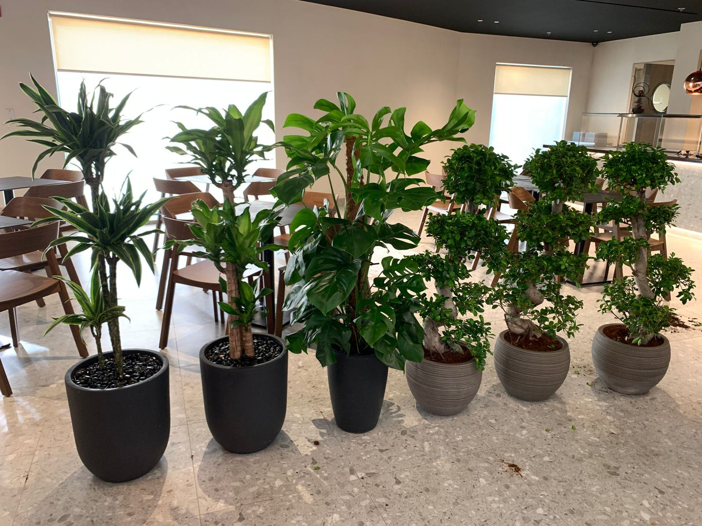 Exotic Plants Bundle Premium 6pc