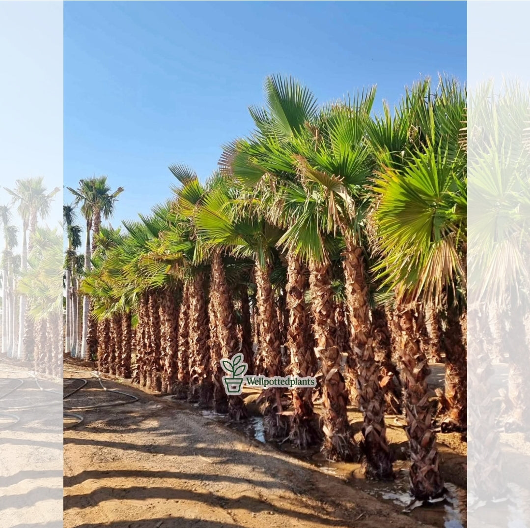 Washingtonia Palm Premium 2m