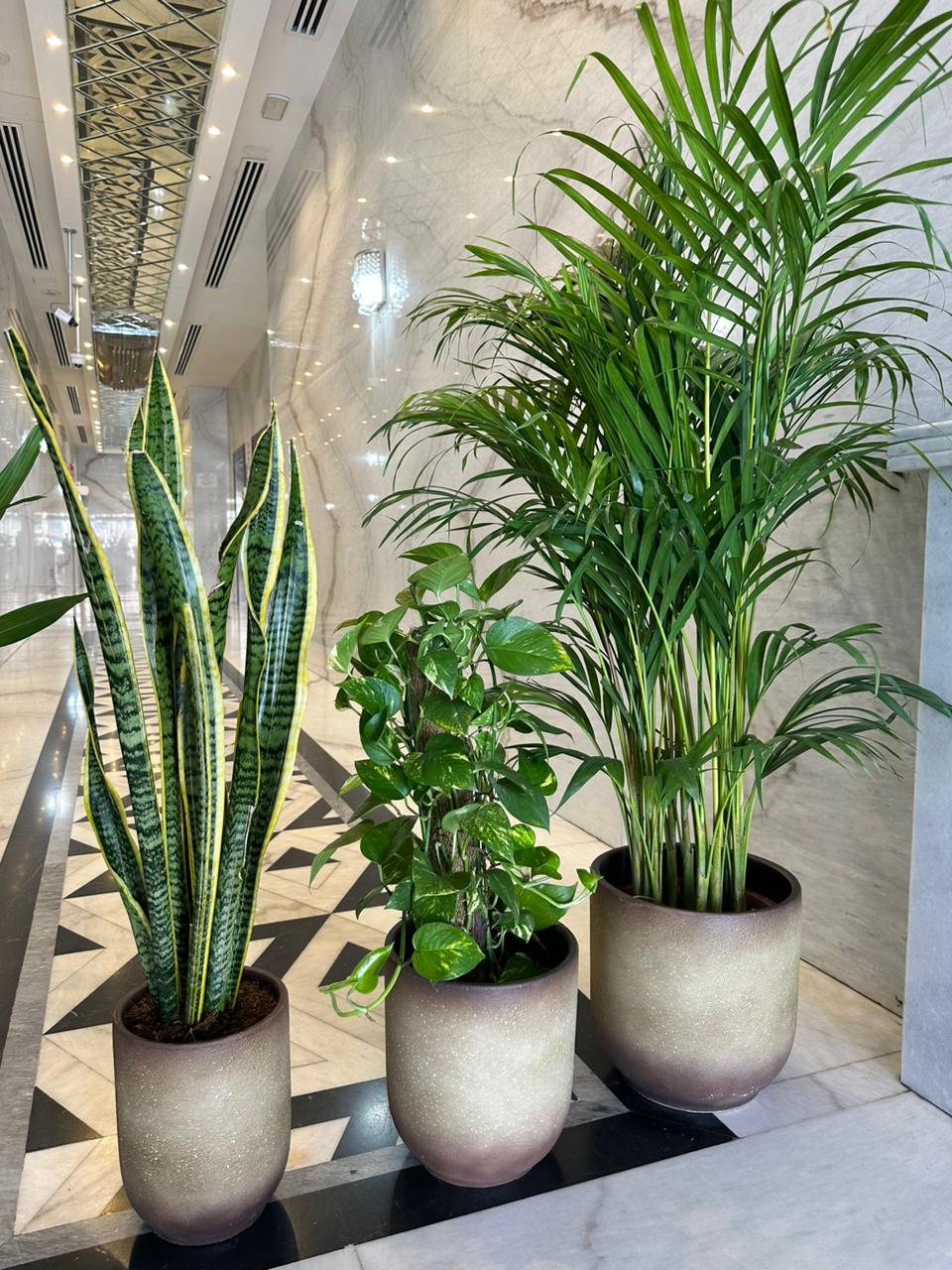 Office Plant Air Purifying Bedroom bundle in Beige Best Seller