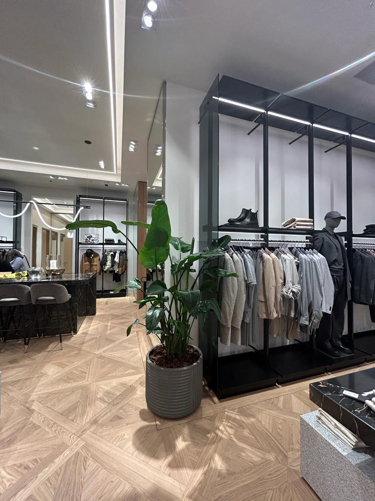 Office Plant Bird of Paradise Big Premium Quality New