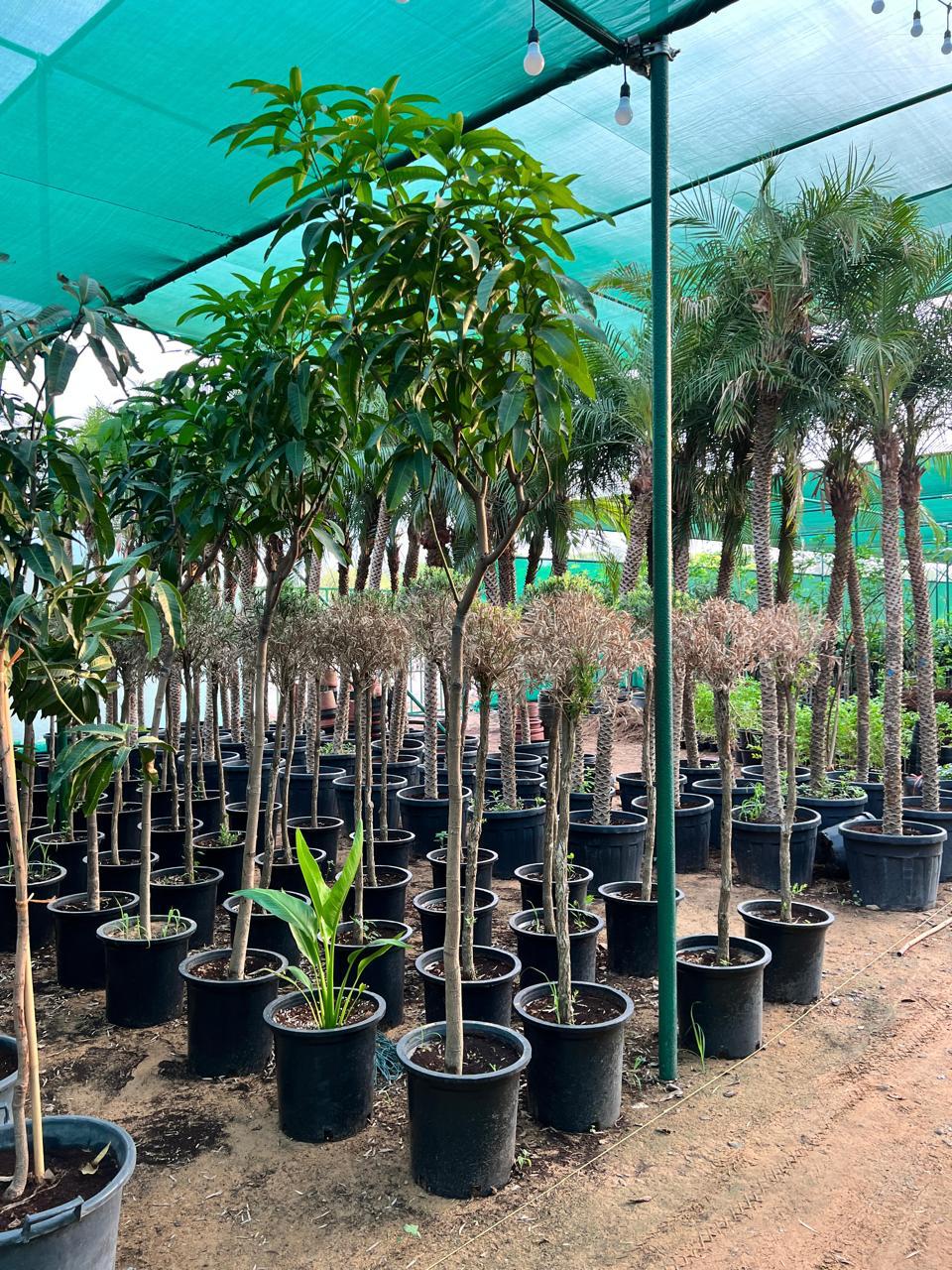 Fruit Tree Mango Tree