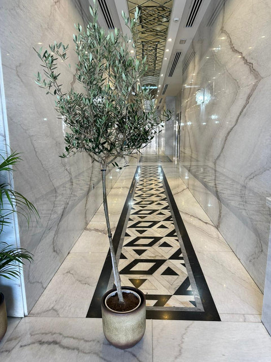 Medium Olive in Beige