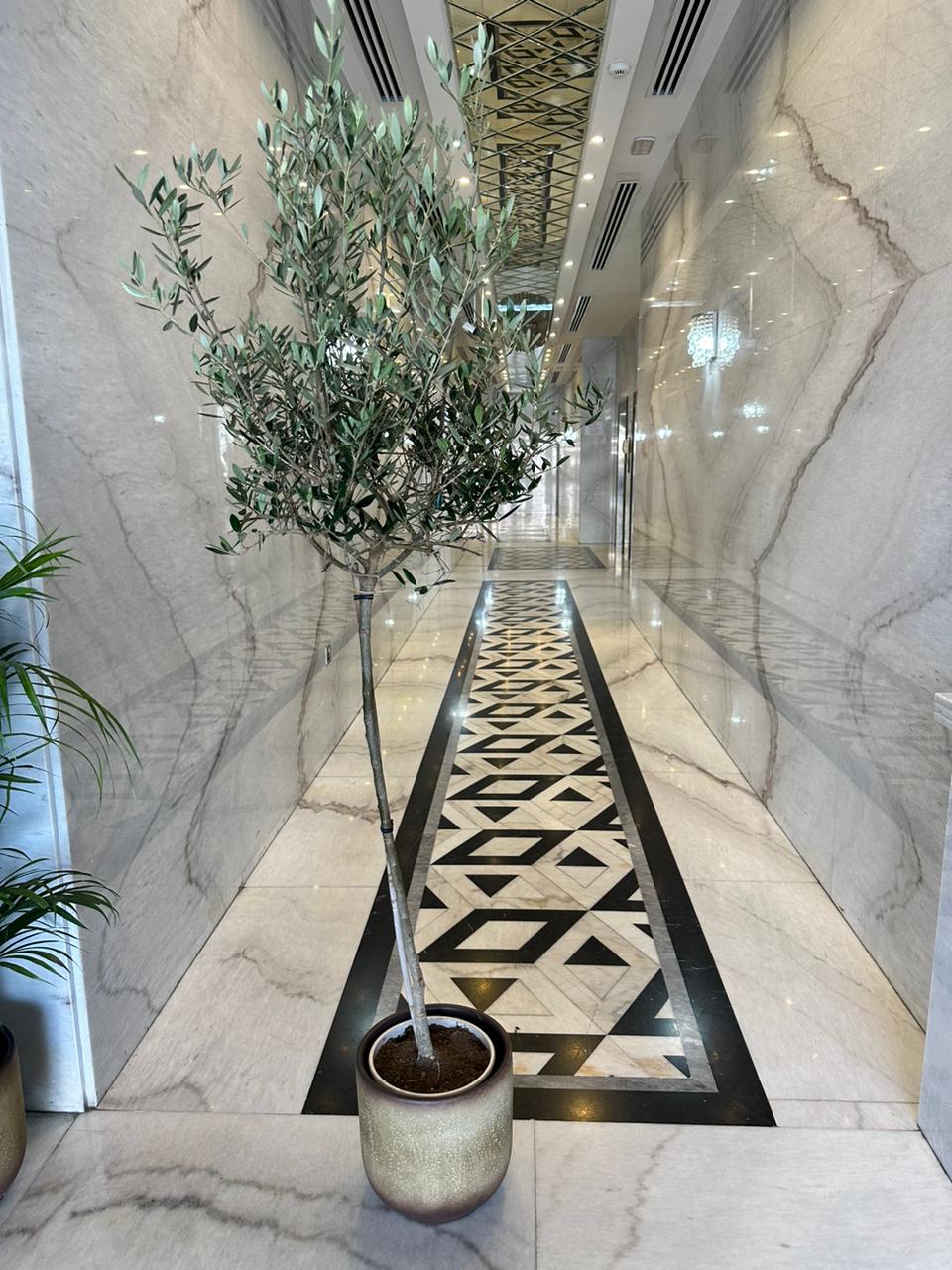 Medium Olive in Beige