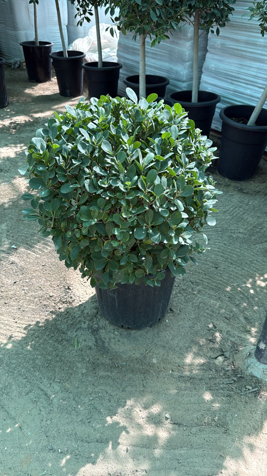 Ehretia Grassball Plants UAE
