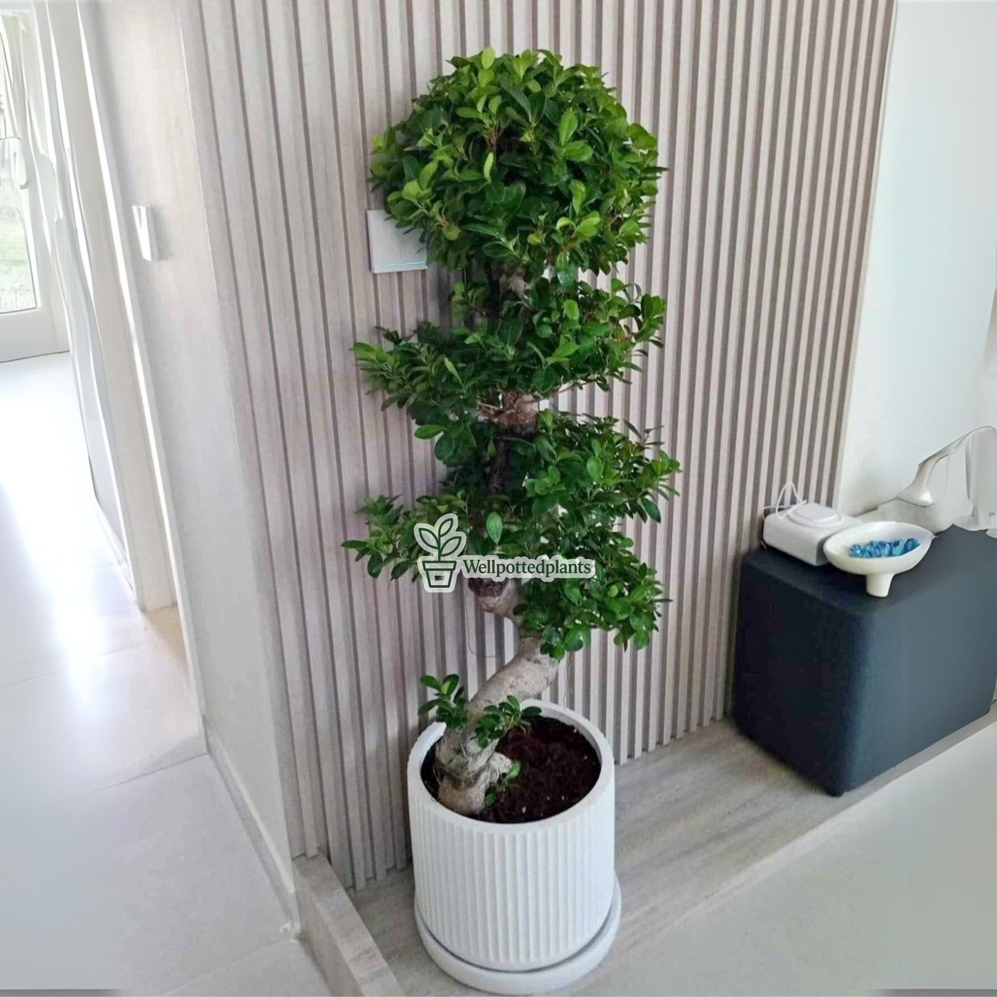 Large Bonsai Premium Quality Holland
