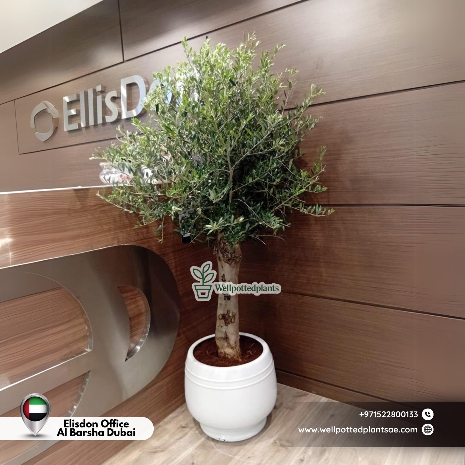 Olive Tree Indoor Big Trunk Promo 15 yr old