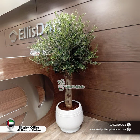 Olive for Office in Ceramic 1.8m to 2m