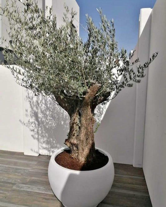 Olive Tree Palestinian Premium Statement Plant on fiber