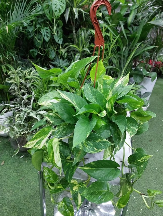 Mega Sale Money Plant Hanging