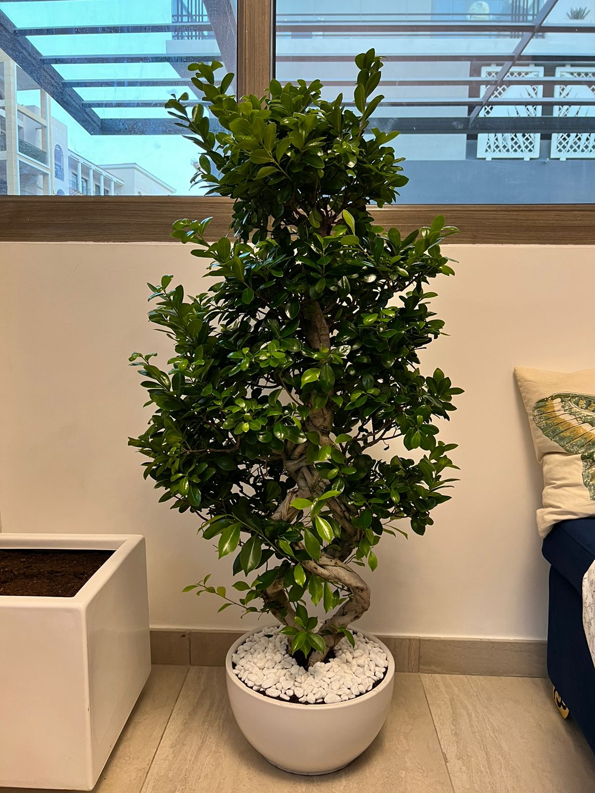 Office Plant Bonsai XXL PROMO