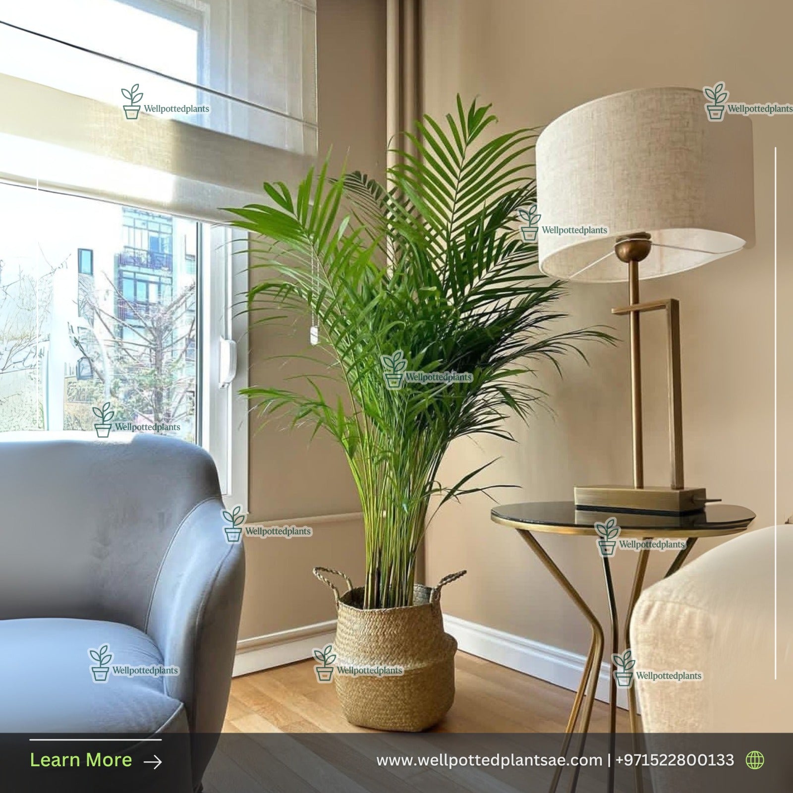 Areca Premium in Basket