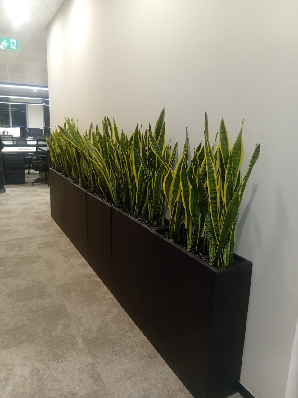 Snakeplant Office Plants in Fiber Long Each