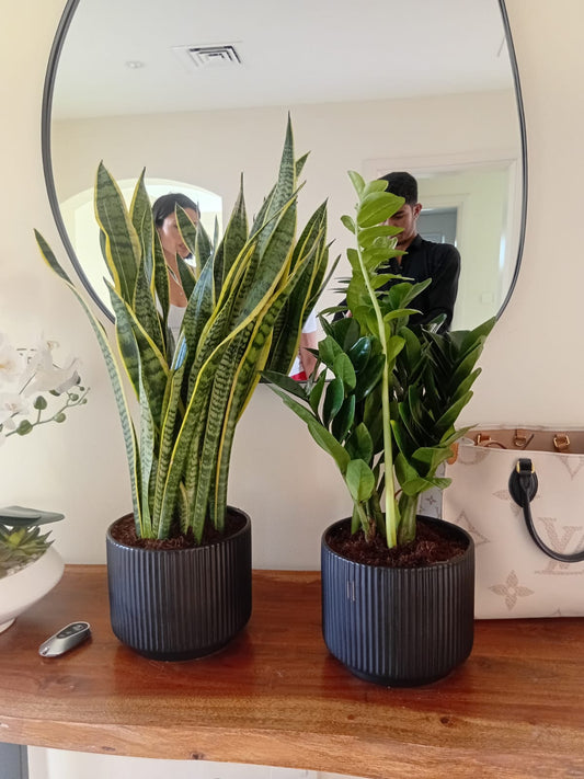 Indoor Plants Begginer Friendly Zizi + Snakeplant