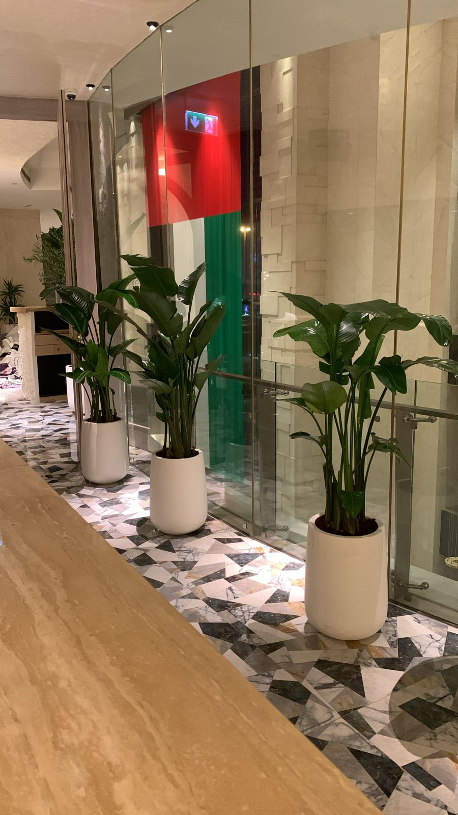 AA Office Plant 3pcs Birds of Paradise Bundle in Fiber Pot PROMO ( SAVE 1200DH)