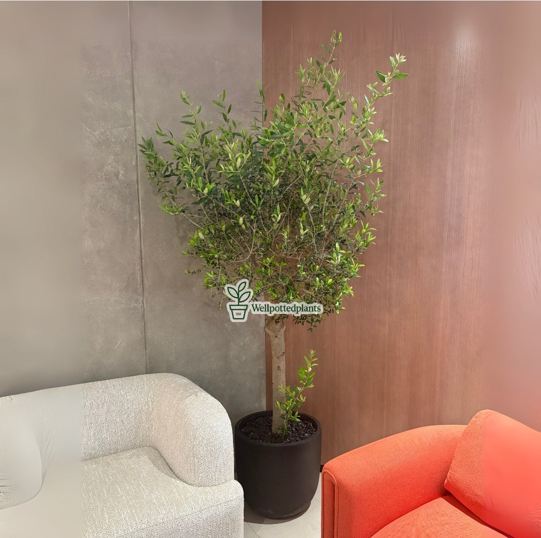 Olive Tree Indoor in Fiber Black Matte Premium